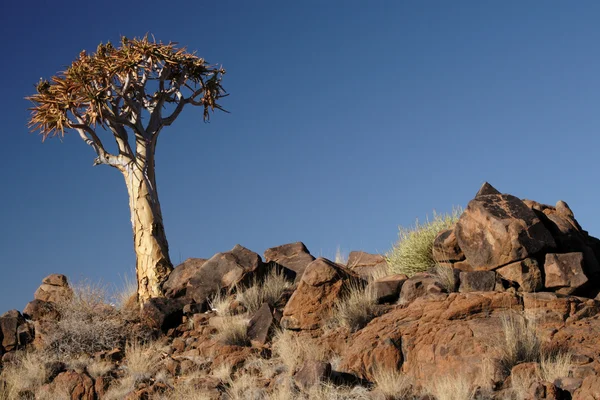 Quiver Tree — Stockfoto