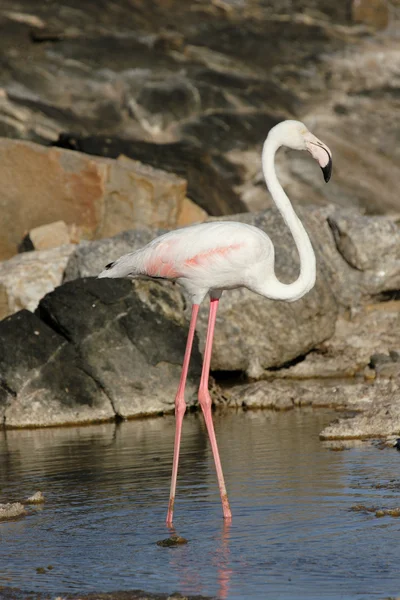 Greater Flamingo — Stock Photo, Image