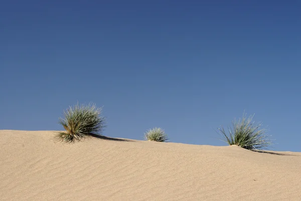 Трава в пустыне — стоковое фото