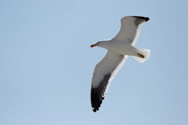 Cape gull — Stock Photo, Image