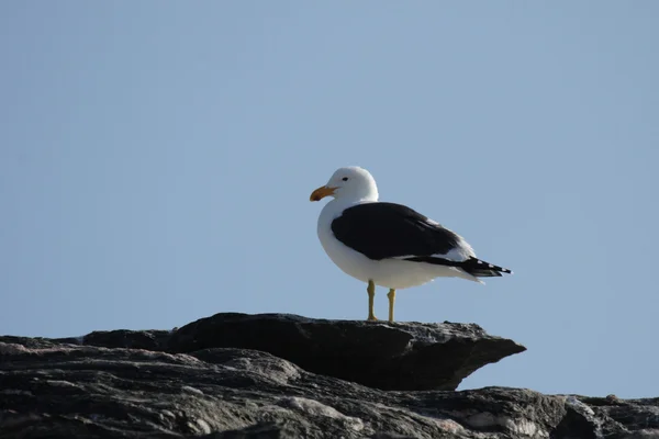 Cape racek — Stock fotografie