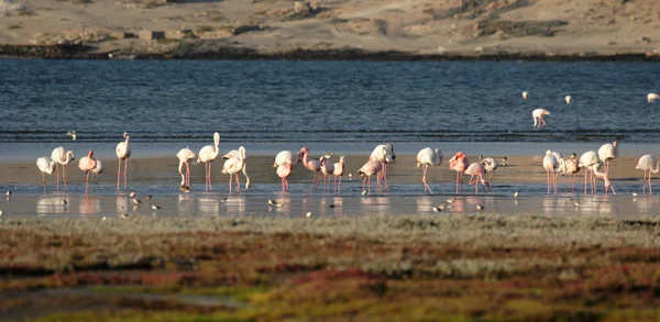 Flamingos — Stock fotografie