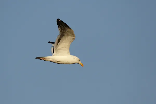 Cape Gull (Larus vetula) — Stock Photo, Image