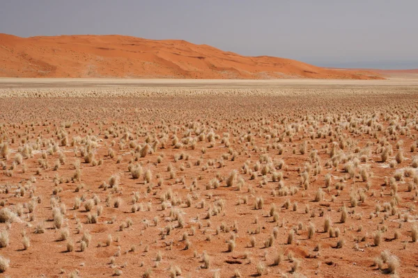 Desert in Namibië — Stockfoto