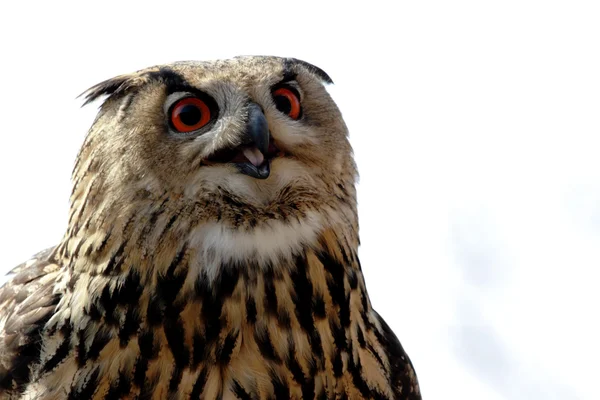 Eagle Owl — Stock Photo, Image