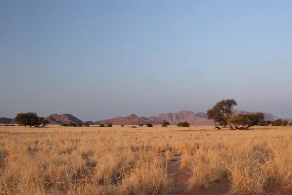 Namib désert — Photo