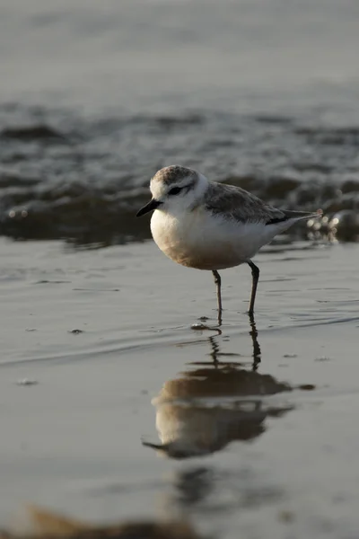 White-fronted plover — Stock Photo, Image