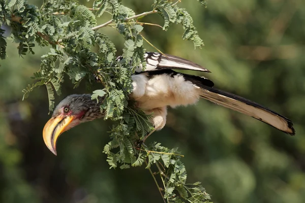 Meridionale becco giallo Hornbill (Tockus leucomelas) — Foto Stock