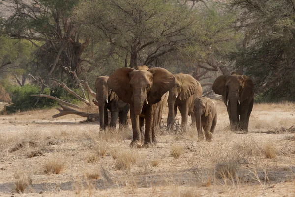 Woestijnolifanten in namibia — Stockfoto