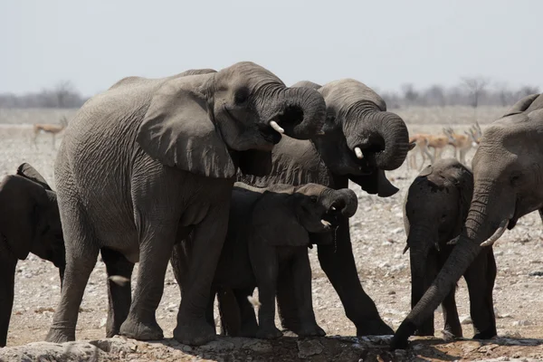 Elephants — Stock Photo, Image