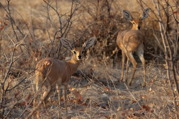 Dois Steenbok (Raphicerus campestris ) — Fotografia de Stock