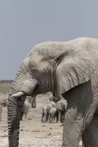 Слон (Loxodonta africana ) — стоковое фото