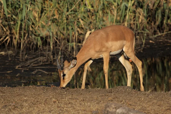 Kara yüzlü Impala — Stok fotoğraf