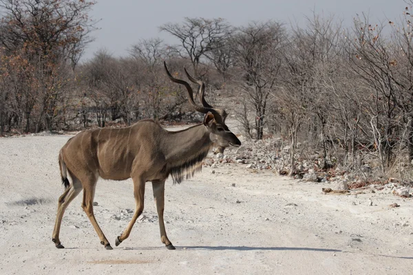 Nagyobb kudu (Tragelaphus strepsiceros) — Stock Fotó