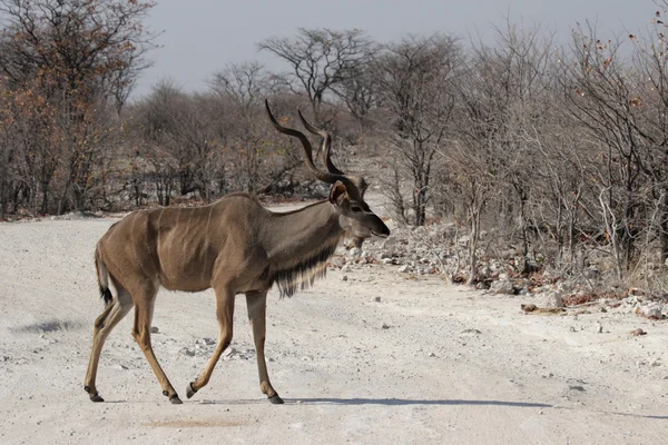 Větší kudu (Tragelaphus strepsiceros) — Stock fotografie