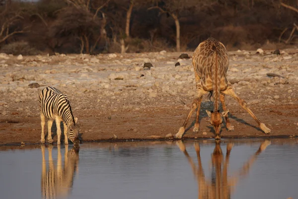 Giraffa e Zebra — Foto Stock