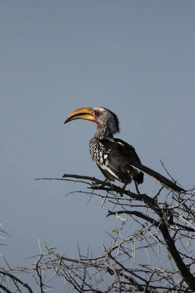 Hornbill faturado amarelo do sul (Tockus leucomelas ) — Fotografia de Stock