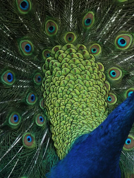 Tavus kuşu (pavo cristatus) — Stok fotoğraf