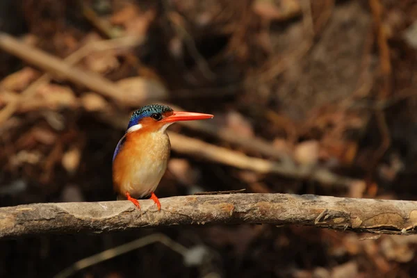 Malachit Ledňáček říční (Alcedo hřebenitá) — Stock fotografie