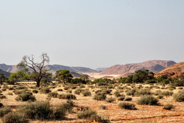 Lanskap di Namibia — Stok Foto