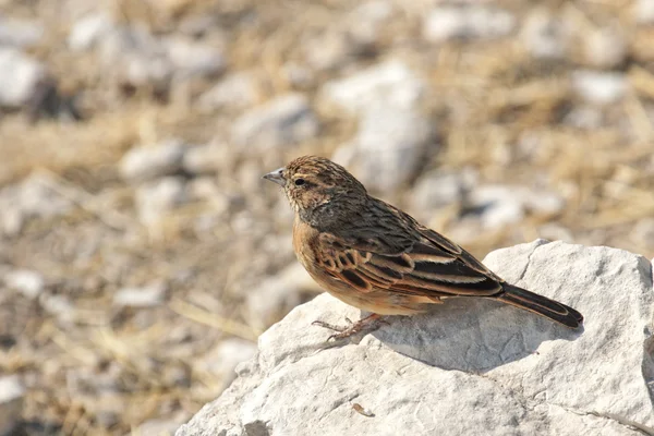 Larice dal becco rosa (Spizocorys conirostris ) — Foto Stock