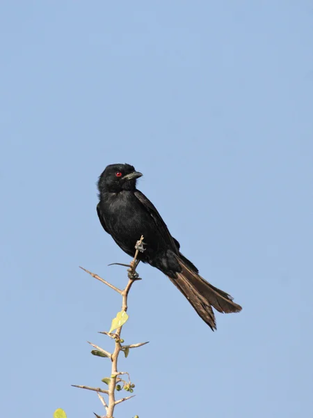 Drongo dalla coda a forchetta (Dicrurus adsimilis) — Foto Stock