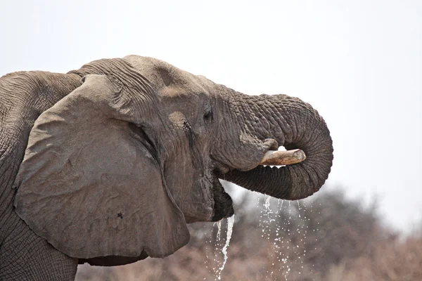 Elefante — Fotografia de Stock