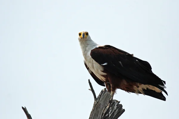 Águila pescadora africana (Haliaeetus vocifer) —  Fotos de Stock