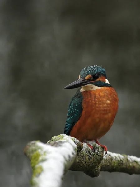 Kingfisher (Alcedo àceci) — Photo