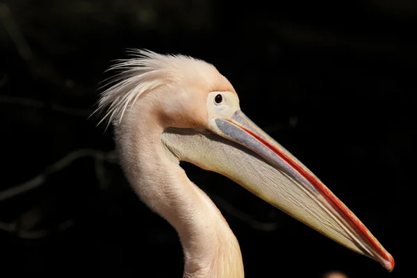 Pelikaan — Stockfoto