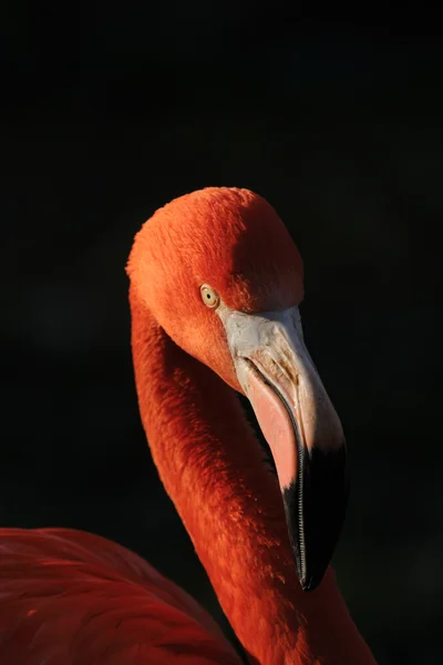 Flamingo — Stockfoto