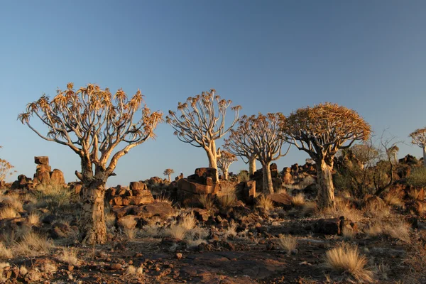 Quiver Trees — Stock Photo, Image