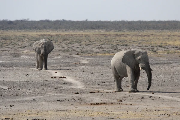 Слоны (Loxodonta africana ) — стоковое фото