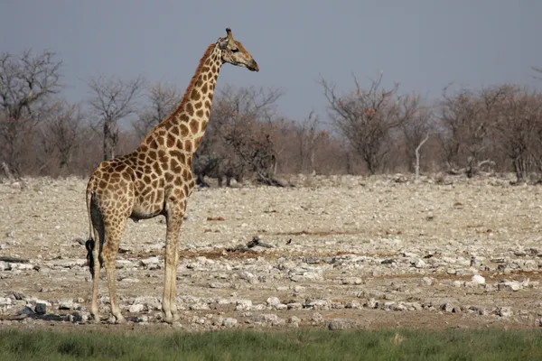 Giraff (giraffa camelopardis) — Stockfoto