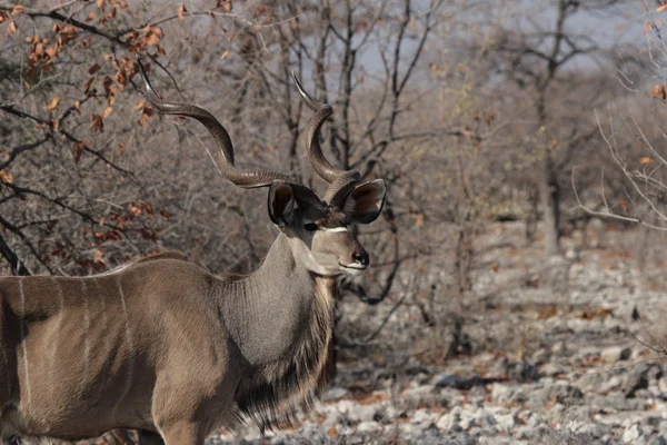 Větší kudu (Tragelaphus strepsiceros) — Stock fotografie