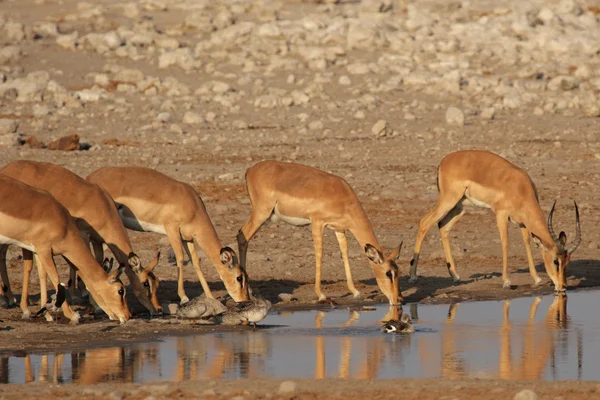 Impalas dalla faccia nera (Aepyceros melampus petersi ) — Foto Stock