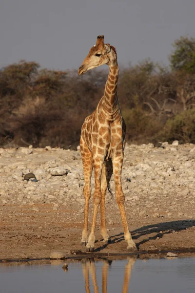 Girafa (Girafa camelopardalis ) — Fotografia de Stock