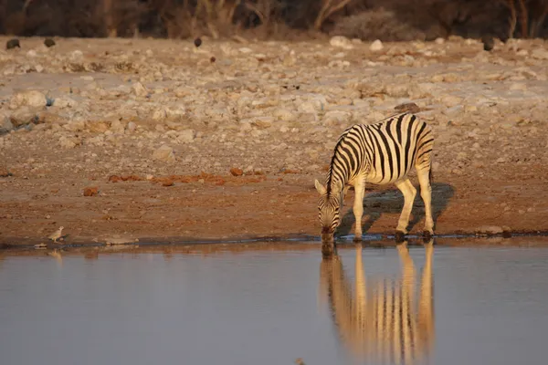 줄무늬 평원 (Equus quagga)) — 스톡 사진