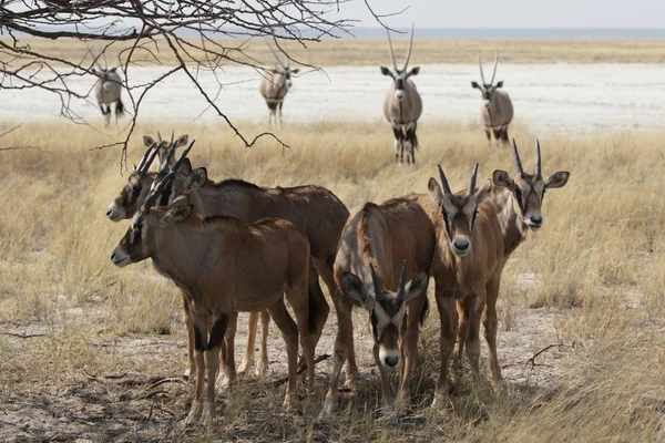 Gemsbok (Oryx gazella) — Stockfoto