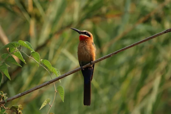 White-fronted Bee-eater — Stock Photo, Image