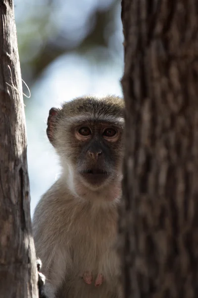 Мавпа vervet (cercopithecus pygerythrus) — стокове фото