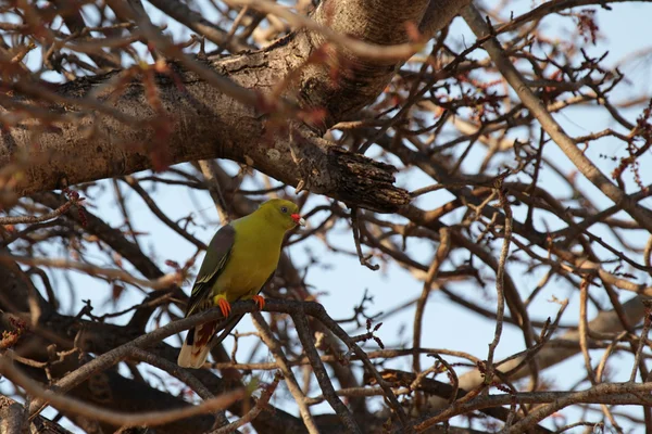 Paloma verde africana (Treron calva ) — Foto de Stock