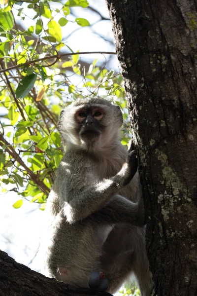 Мавпа vervet (cercopithecus pygerythrus) — стокове фото