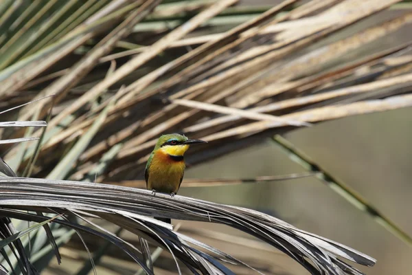 Comedor de abelhas (Merops pusillus) — Fotografia de Stock