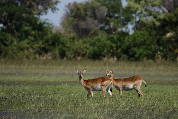 Lechwe Rojo (Kobus leche leche ) — Foto de Stock