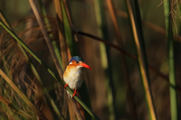 Malachite Kingfisher — Stock Photo, Image