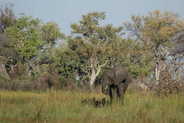 Elephant (Loxodonta africana) — Stock Photo, Image