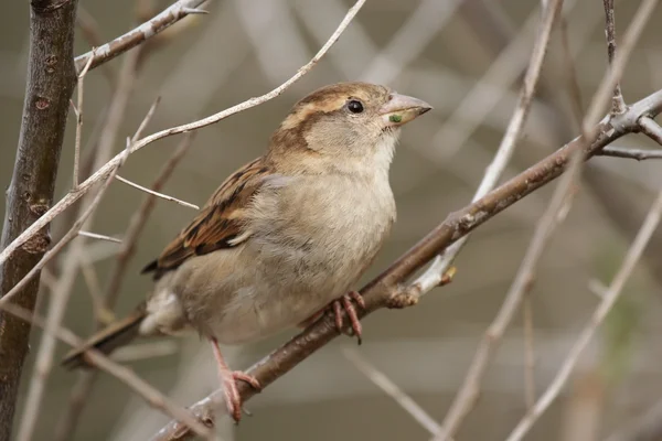 Wróbel domowy (Passer domesticus) — Zdjęcie stockowe