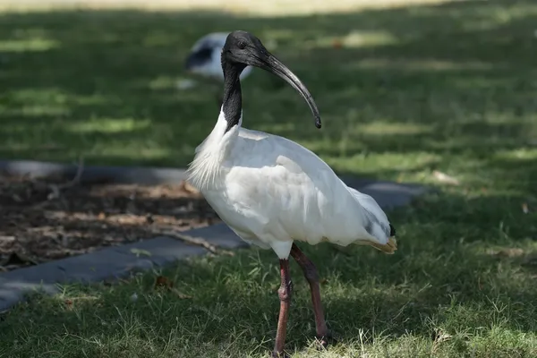 Australische witte ibis (threskiornis Molukse) — Stockfoto