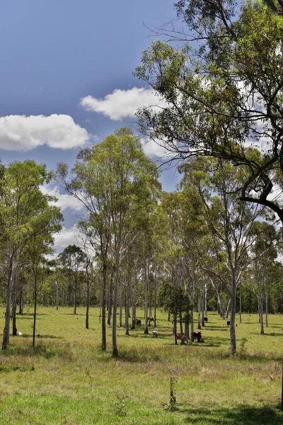 Ganadería en Australia — Foto de Stock